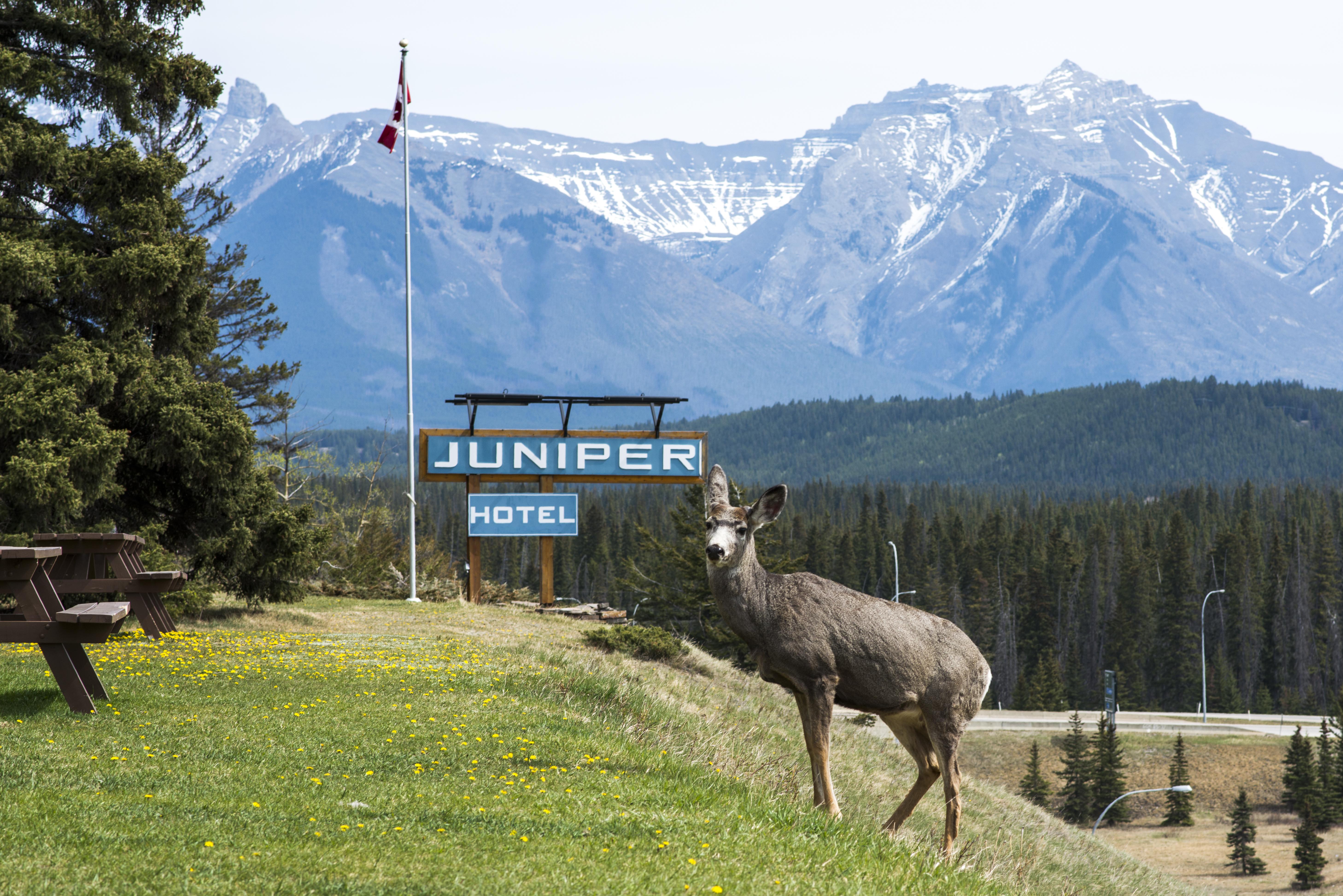 Hotel The Juniper & Bistro Banff