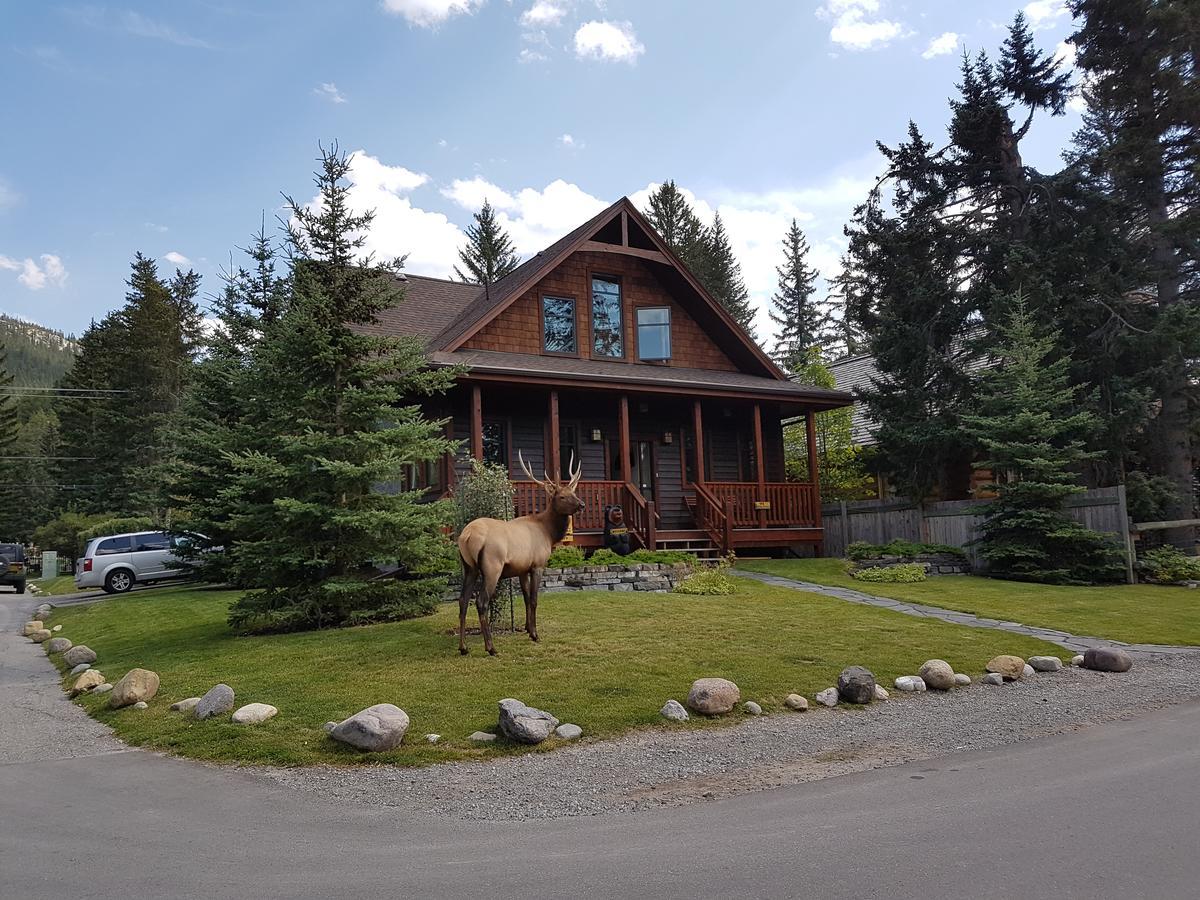 Bear Banff