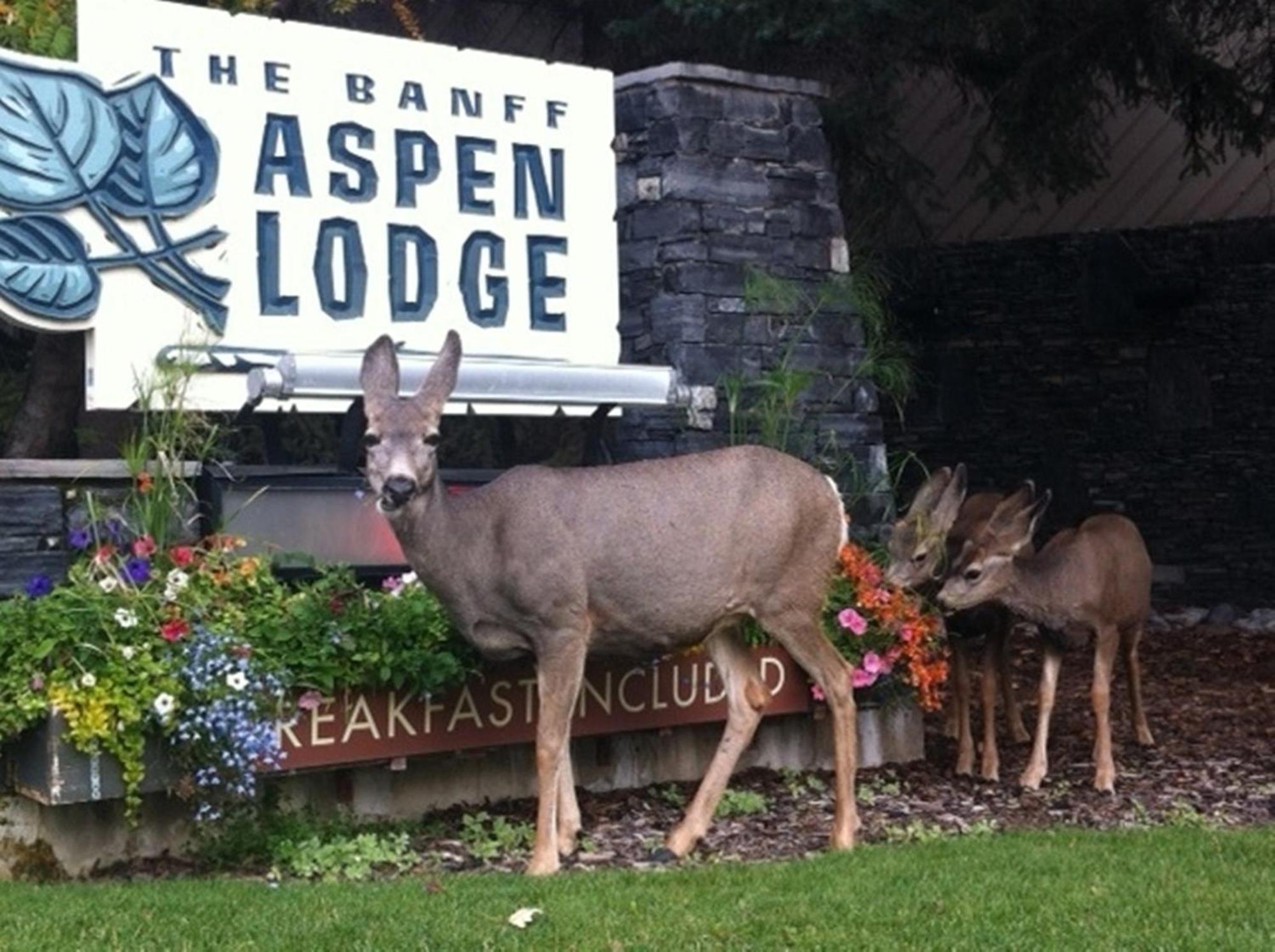 Hotel Aspen Banff