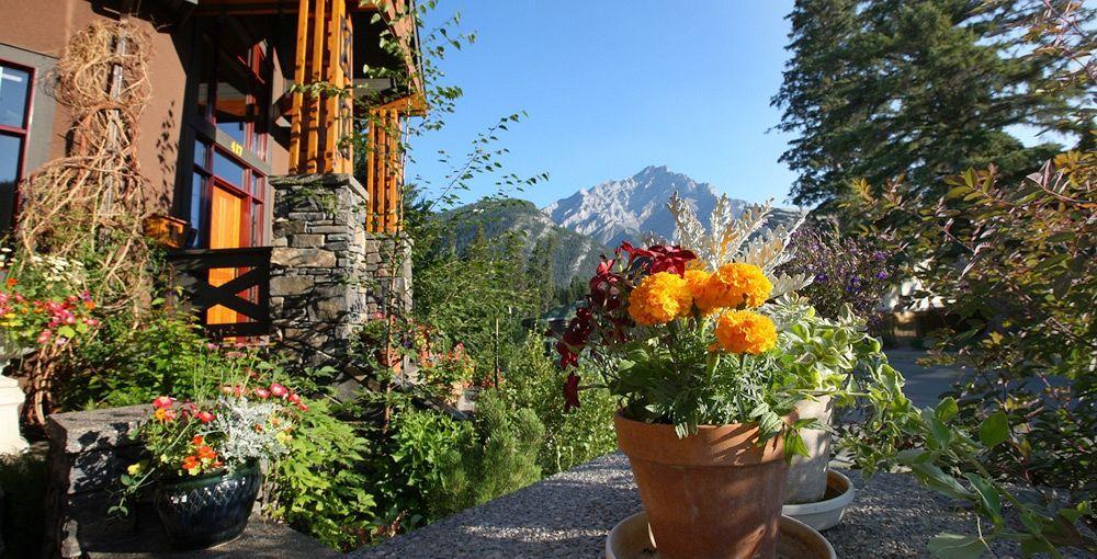 Buffaloberry Banff